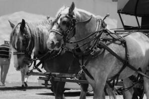 Gorgeous horse at a farm close view. Black and white monochrome grayscale photo