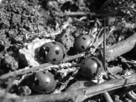 Insect close view background. Insects in their natural habitat close macro view. Black and white monochrome grayscale photo