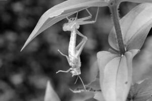 Insect close view background. Insects in their natural habitat close macro view. Black and white monochrome grayscale photo