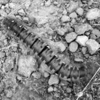 Insect close view background. Insects in their natural habitat close macro view. Black and white monochrome grayscale photo