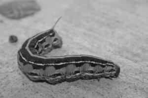 Insect close view background. Insects in their natural habitat close macro view. Black and white monochrome grayscale photo