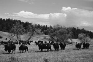 Grazing Animals Under a Cloudy Sky in a Serene Natural Landscape photo