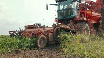Modern harvesting machine processing sugar beets in a field. A large agricultural machine is actively harvesting sugar beets in a field. video