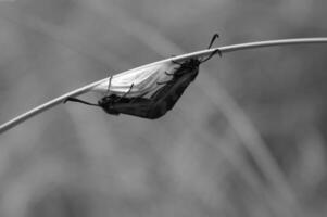 Insect close view background. Insects in their natural habitat close macro view. Black and white monochrome grayscale photo