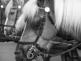 Gorgeous horse at a farm close view. Black and white monochrome grayscale photo