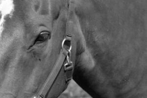 Gorgeous horse at a farm close view. Black and white monochrome grayscale photo
