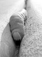 Insect close view background. Insects in their natural habitat close macro view. Black and white monochrome grayscale photo