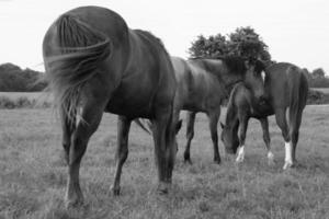 Gorgeous horse at a farm close view. Black and white monochrome grayscale photo