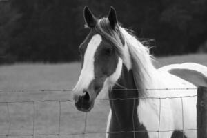 Gorgeous horse at a farm close view. Black and white monochrome grayscale photo