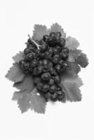 Bunch of Muscat Grapes on White Background photo