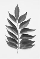 Curry Leaves Background photo
