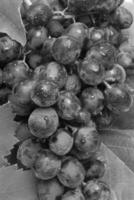 Black Muscatel Grapes on the Vine photo