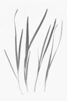 Garlic Chives Background photo