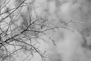 Winter Tree Branches on a Blue Sky With Clouds Background photo