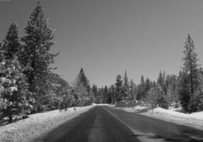 Snowy Road Surface Under a Clear Sky with Larch and Evergreen Trees photo