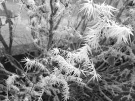 Winter Trees Covered With Snow Background photo