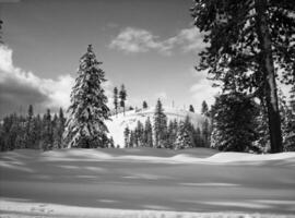 Winter Trees Covered With Snow Background photo