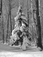 Winter Landscape with Snow-Covered Larch Tree and Branches photo