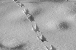 Snowy Natural Landscape with Icy Branches on a Sloping Terrain photo