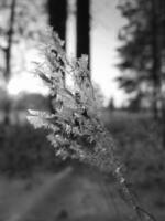 Larch Tree in a Natural Landscape Under the Sky photo