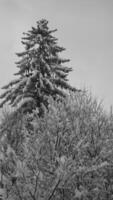 Snowy Larch Tree Under Cloudy Sky in Evergreen Forest photo