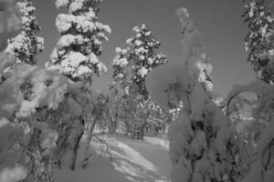 Snowy Evergreen Tree in a Freezing Landscape with Branches and Twigs photo