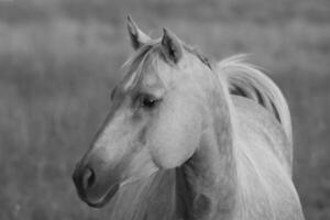 Gorgeous horse at a farm close view. Black and white monochrome grayscale photo