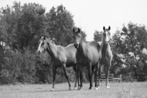 Gorgeous horse at a farm close view. Black and white monochrome grayscale photo