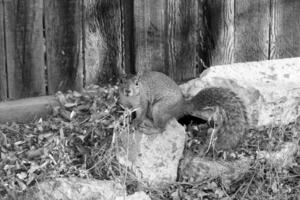 Squirrel close view background. Cute little squirrel in its natural habitat. Black and white monochrome grayscale photo