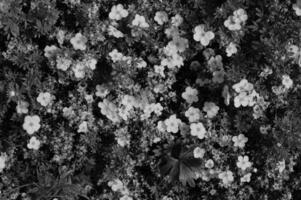 Flower close view background. Spring or summer flowers. Black and white monochrome grayscale photo