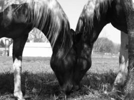 Gorgeous horse at a farm close view. Black and white monochrome grayscale photo