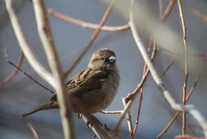 Bird in its natural habitat close view, bird background photo