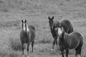 Gorgeous horse at a farm close view. Black and white monochrome grayscale photo
