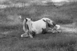 Gorgeous horse at a farm close view. Black and white monochrome grayscale photo