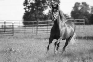 Gorgeous horse at a farm close view. Black and white monochrome grayscale photo
