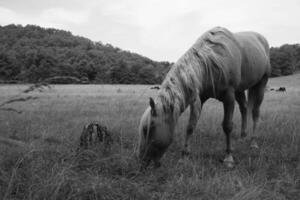 Gorgeous horse at a farm close view. Black and white monochrome grayscale photo