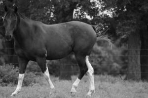 Gorgeous horse at a farm close view. Black and white monochrome grayscale photo