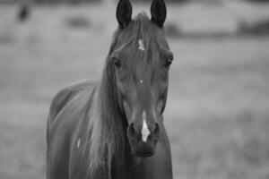 Gorgeous horse at a farm close view. Black and white monochrome grayscale photo