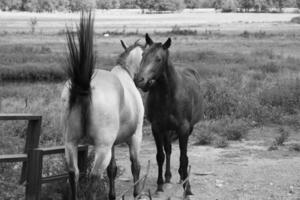 Gorgeous horse at a farm close view. Black and white monochrome grayscale photo