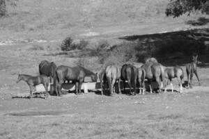 Gorgeous horse at a farm close view. Black and white monochrome grayscale photo