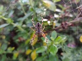 Spider in the spider web close view, spider with blurred background photo