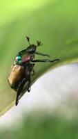 de cerca macro Disparo de un vibrante metálico verde escarabajo descansando en un hoja, exhibiendo sus detallado textura. ideal para naturaleza, fauna silvestre, y temática de insectos proyectos con un suave verde borroso antecedentes. video