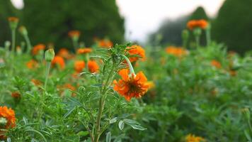 Bright Orange Marigolds Blooming in Modern Antalya Park with Contemporary Design video