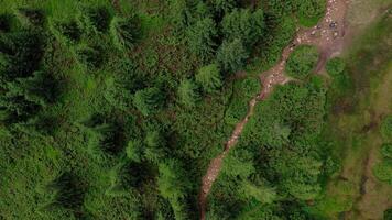 Aerial view of a group of young hikers walking along a winding rocky forest path. video
