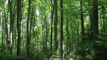 Aerial view of green trees in the wild forest illuminated by the shining rays of the sun. video