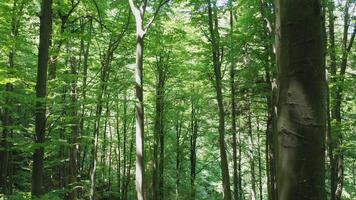 Aerial view of green deciduous trees in the wild forest illuminated by the shining rays of the sun. video
