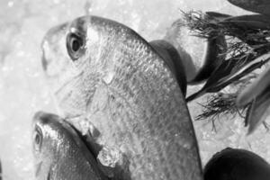 Red Seabream and Cephalopod in an Aquatic Habitat A Snapshot of Marine Biology photo