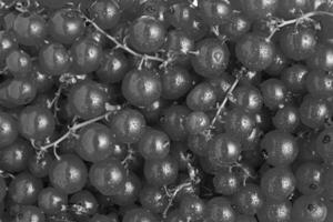 Redcurrants and Stems Background photo