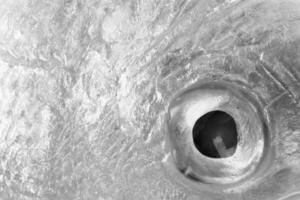 Eye of coral snapper photo