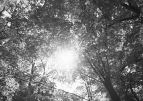 Tranquil Nature Scene Featuring Deciduous Trees Under a Vast Sky photo